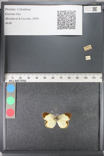 Media type: image;   Entomology 120273